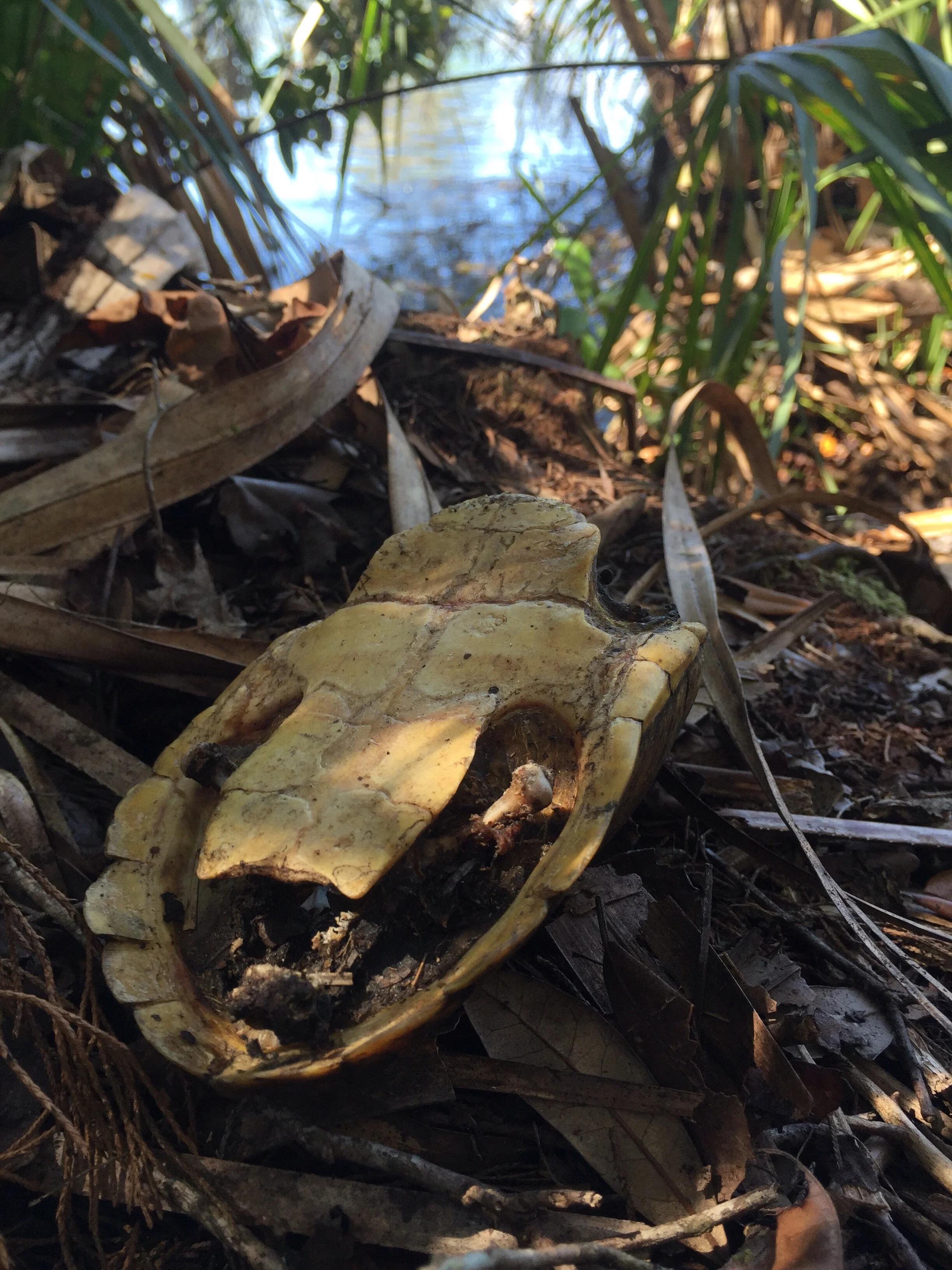 A shell of a loggerhead musk turtle.