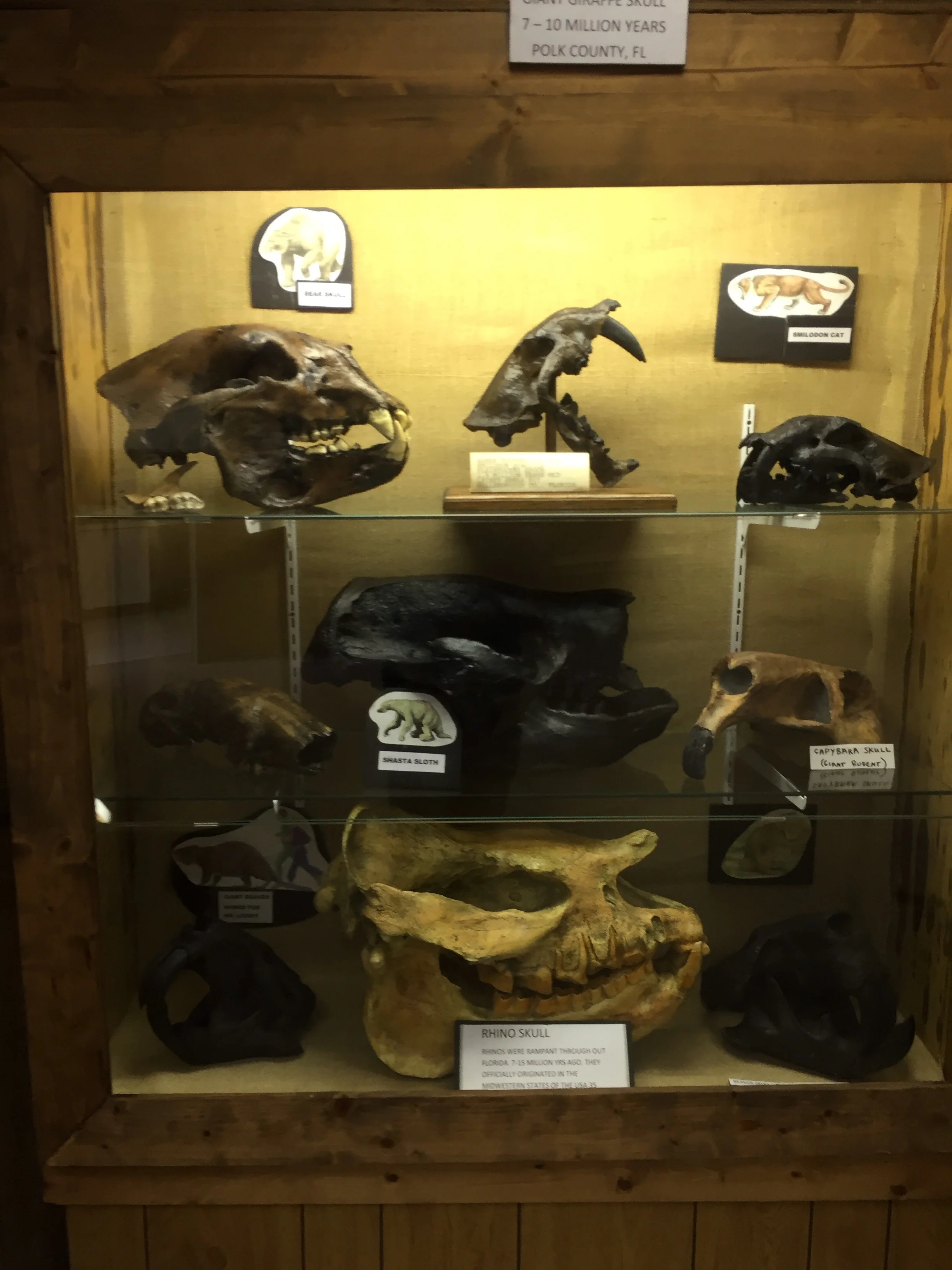 Various mammal fossils found in Florida.