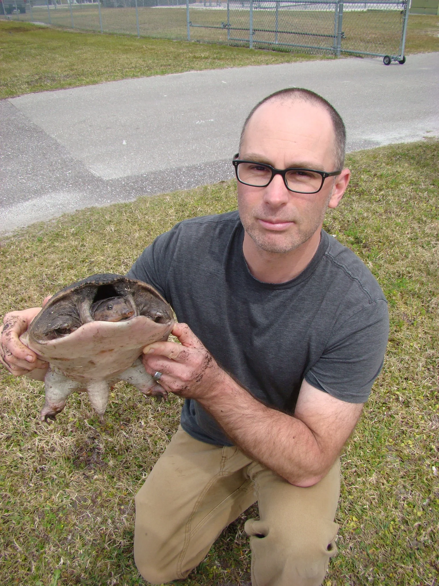 Adult male Florida softshell turtle captured in a shallow ditch. 