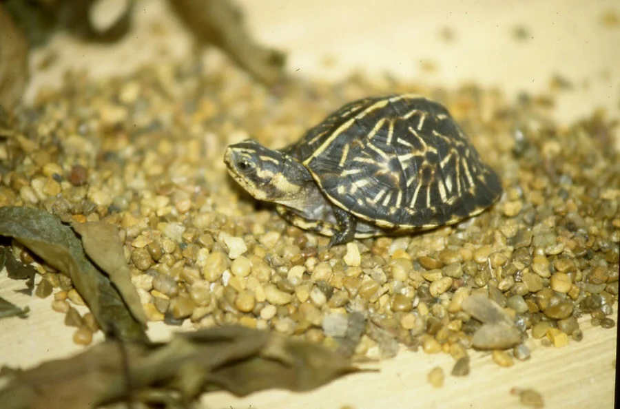 The same specimen above at about six months of age.