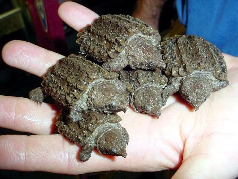 Hatchling alligator snapping turtles. Photograph by Carl Franklin.