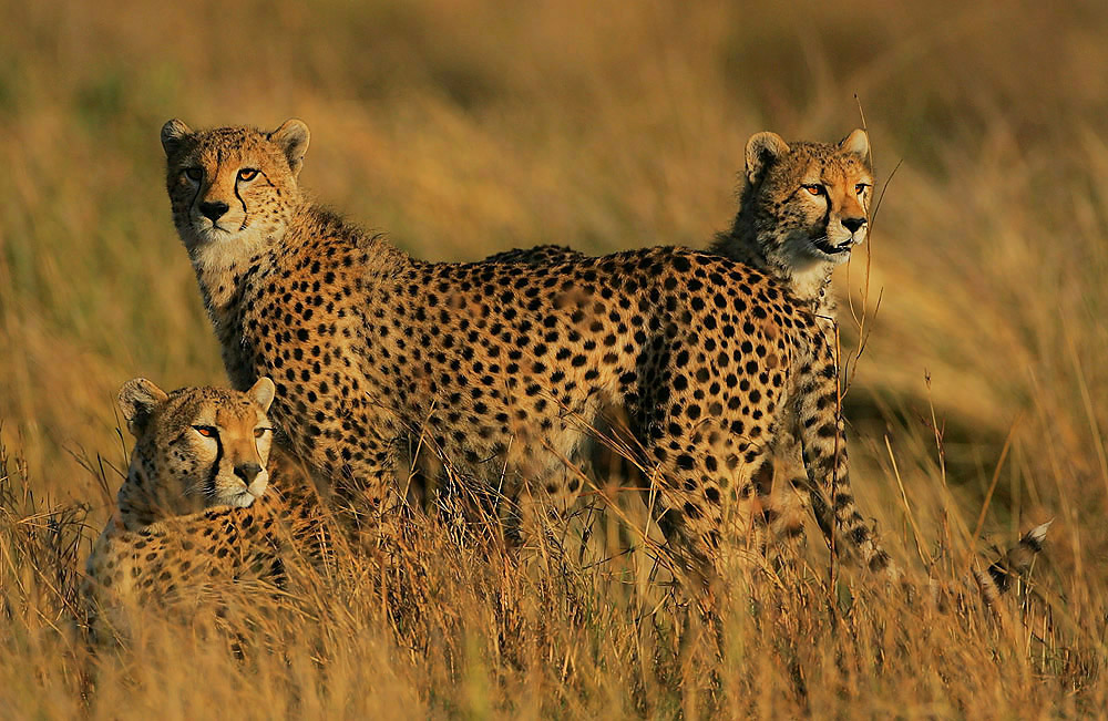 Courtesy of Steve Garvie Male cheetahs can form groups called coalitions.