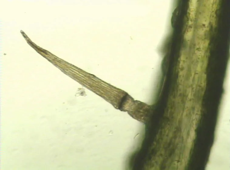 Courtesy of Martin Brunner Closeup of a trigger hair.