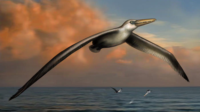 Reconstruction of World’s Largest-Ever Flying Bird, Pelagornis sandersi , identified by Dr. Daniel Ksepka, Curator of Science at the Bruce Museum in Greenwich, CT. Reconstruction art by Liz Bradford.