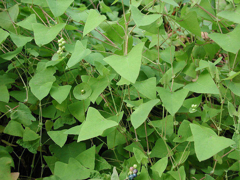 The invasive mile-a-minute vine can grow 6 inches in one day!