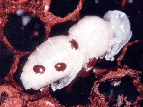 Varroa mites on a honeybee pupa
