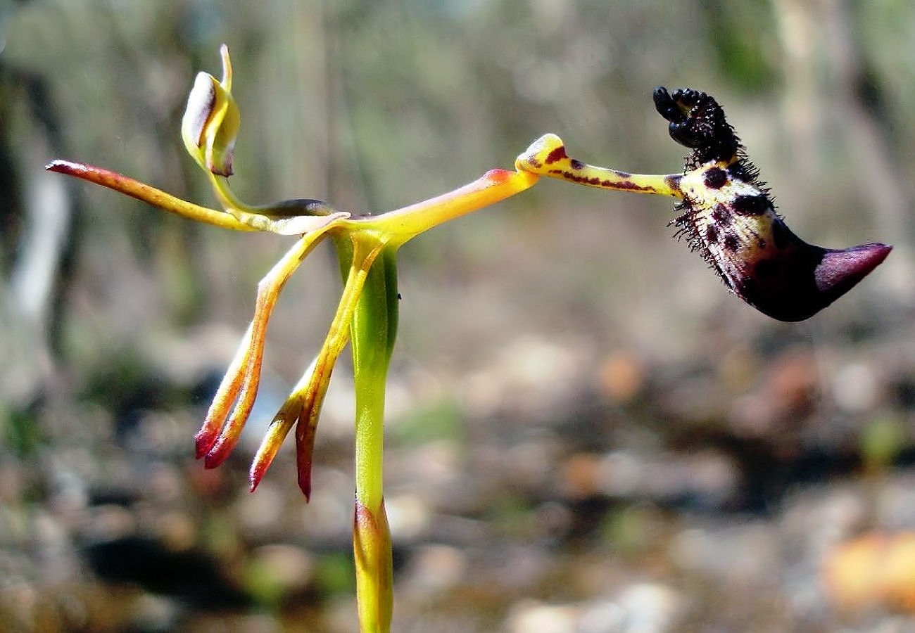 Orchids in the Drakaea genus have flowers that mimic the look and scent of flightless female wasps. When male wasps try to carry off what they think is a female they receive a sticky packet of pollen instead. The hapless wasp then carries the pollen to the next orchid that tricks him. 