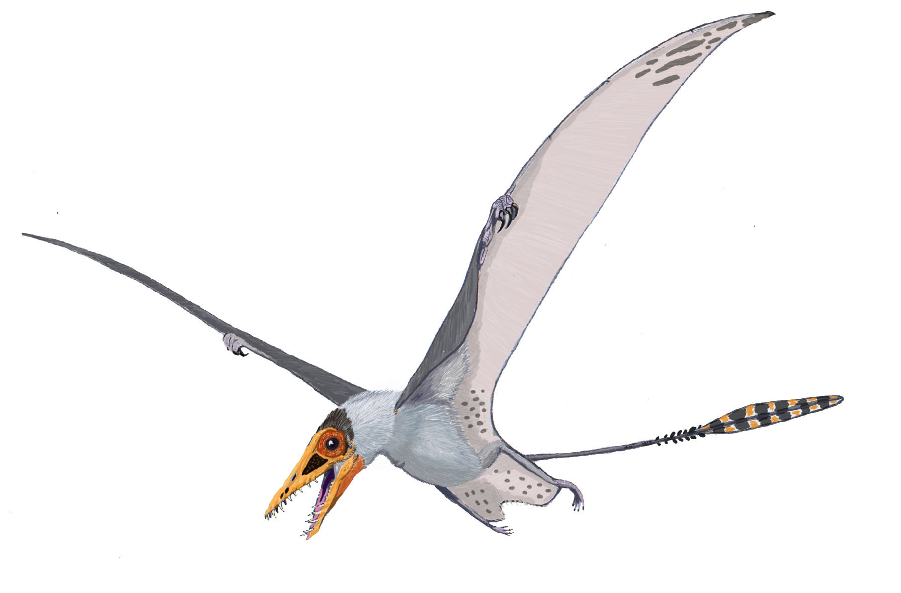 Dinosaur: Pterodactyl. /Na Restoration Of A Long-Tailed