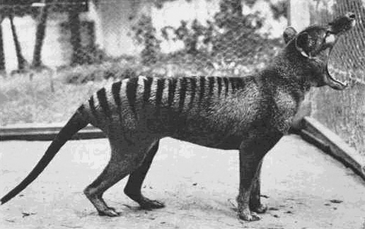 The last known Thylacine, extinct because of overhunting, habitat loss, and competition with invasive species.