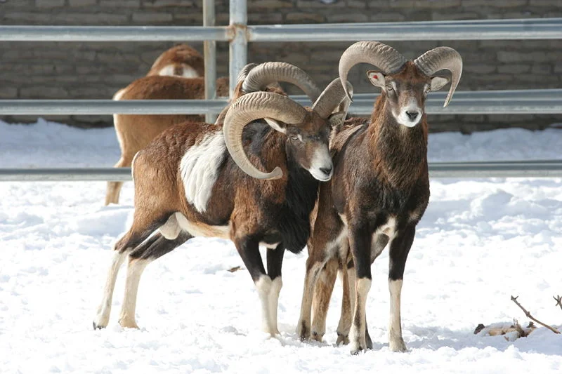 Sheep were domesticated from mouflons around 12,000 years ago. Image by David Pape