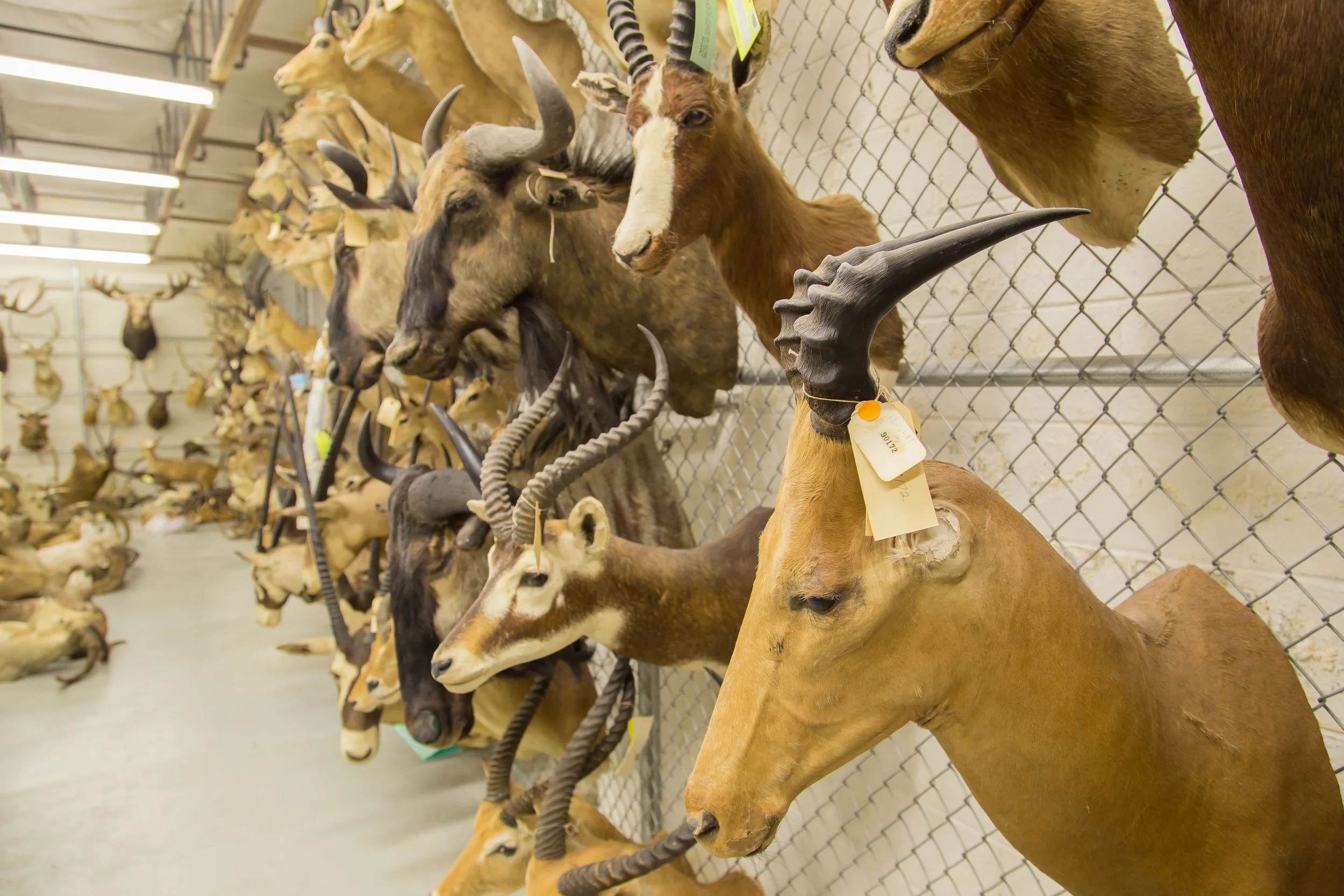 These taxidermy mounts are being investigated by the US Fish & Wildlife Forensic Laboratory. 