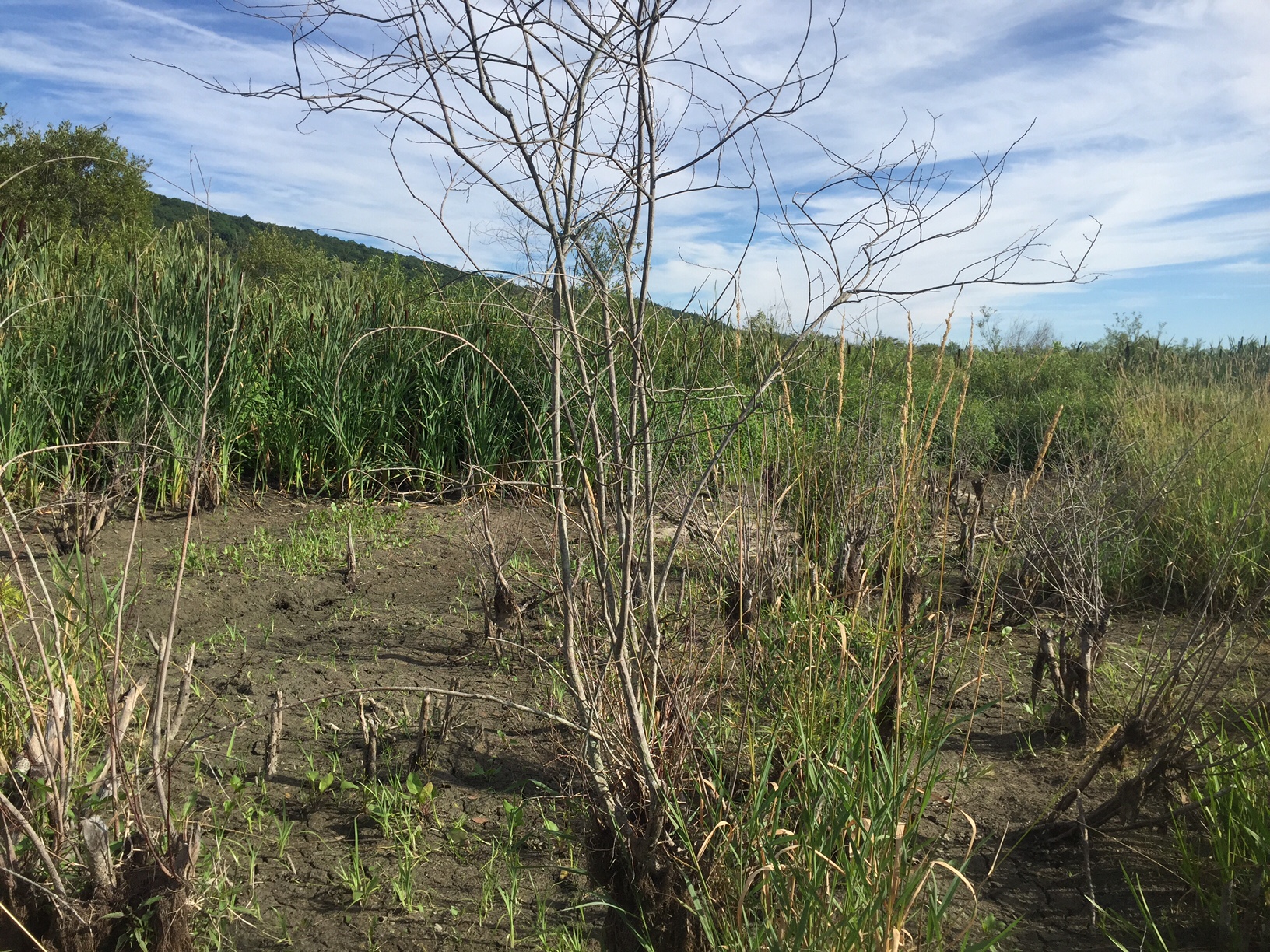 Swampy area currently dry from the summer heat. Photograph by Timothy J. Walsh