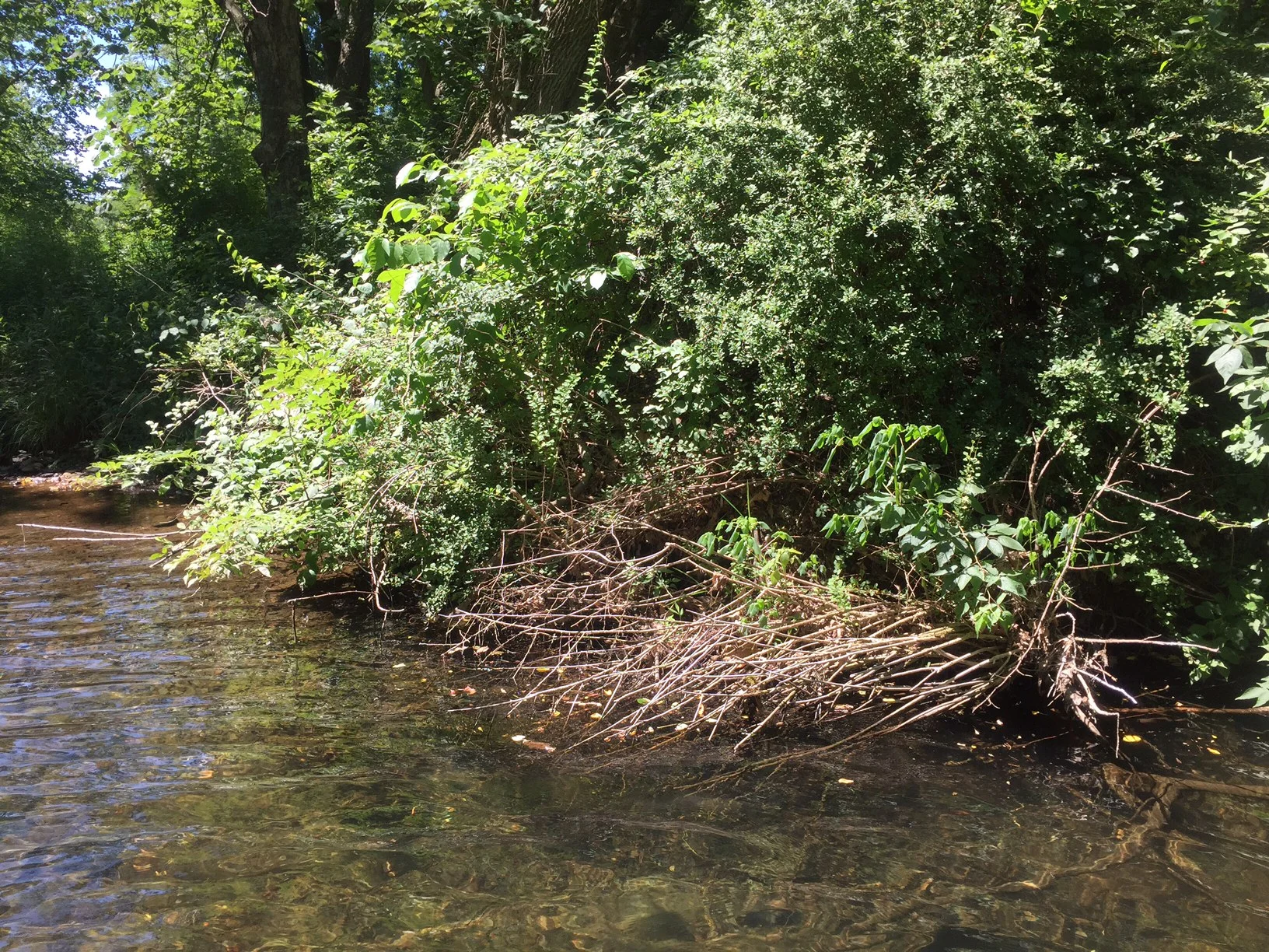 Wood turtles will frequently hibernate in groups due to the few optimal places to do so. Under this overhanging bush is where many individuals have been found during their winter sleep. Photograph by Timothy J. Walsh