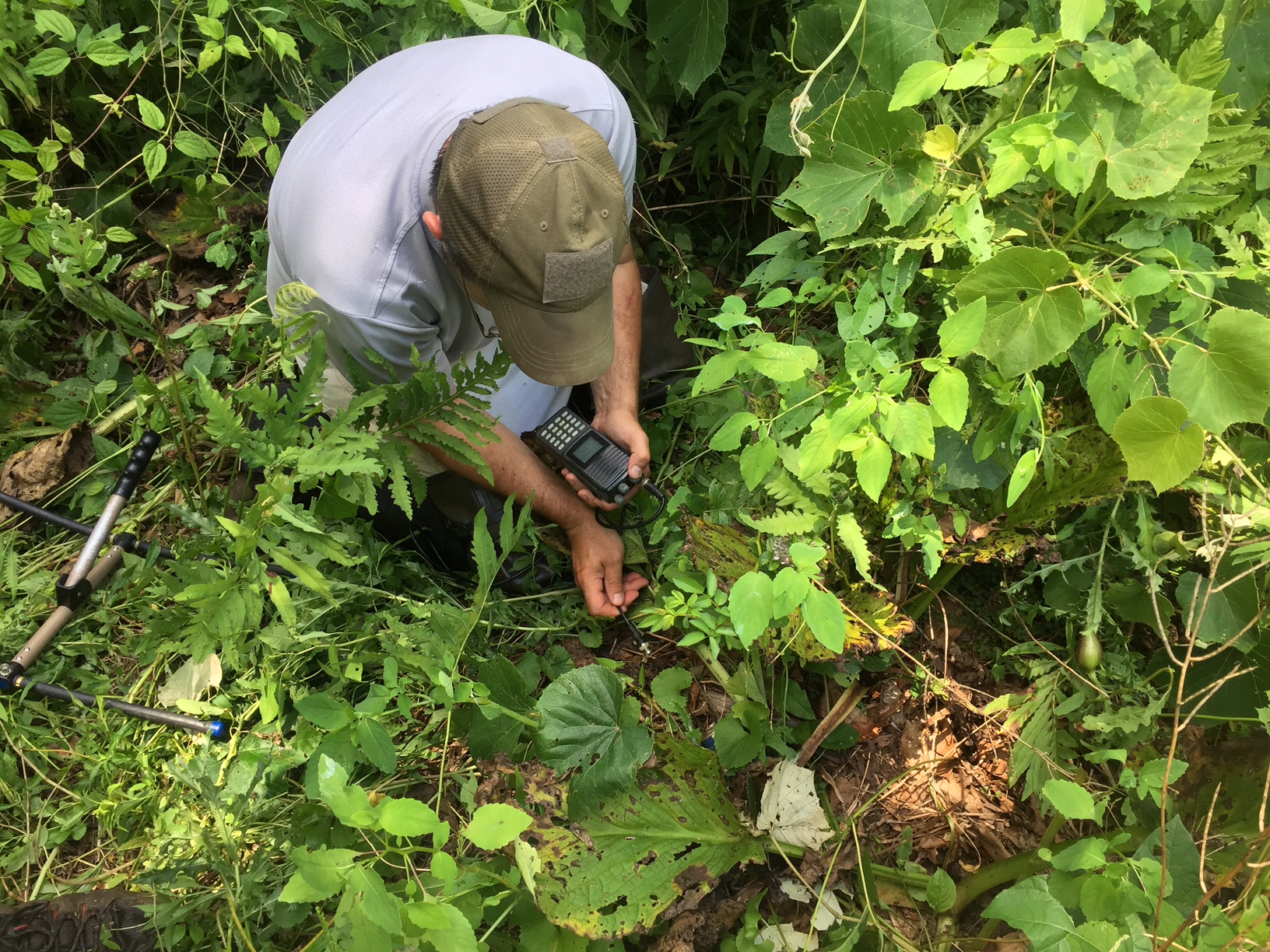 John attempting to pinpoint the location of a small three year old wood turtle. Photograph by Timothy J. Walsh