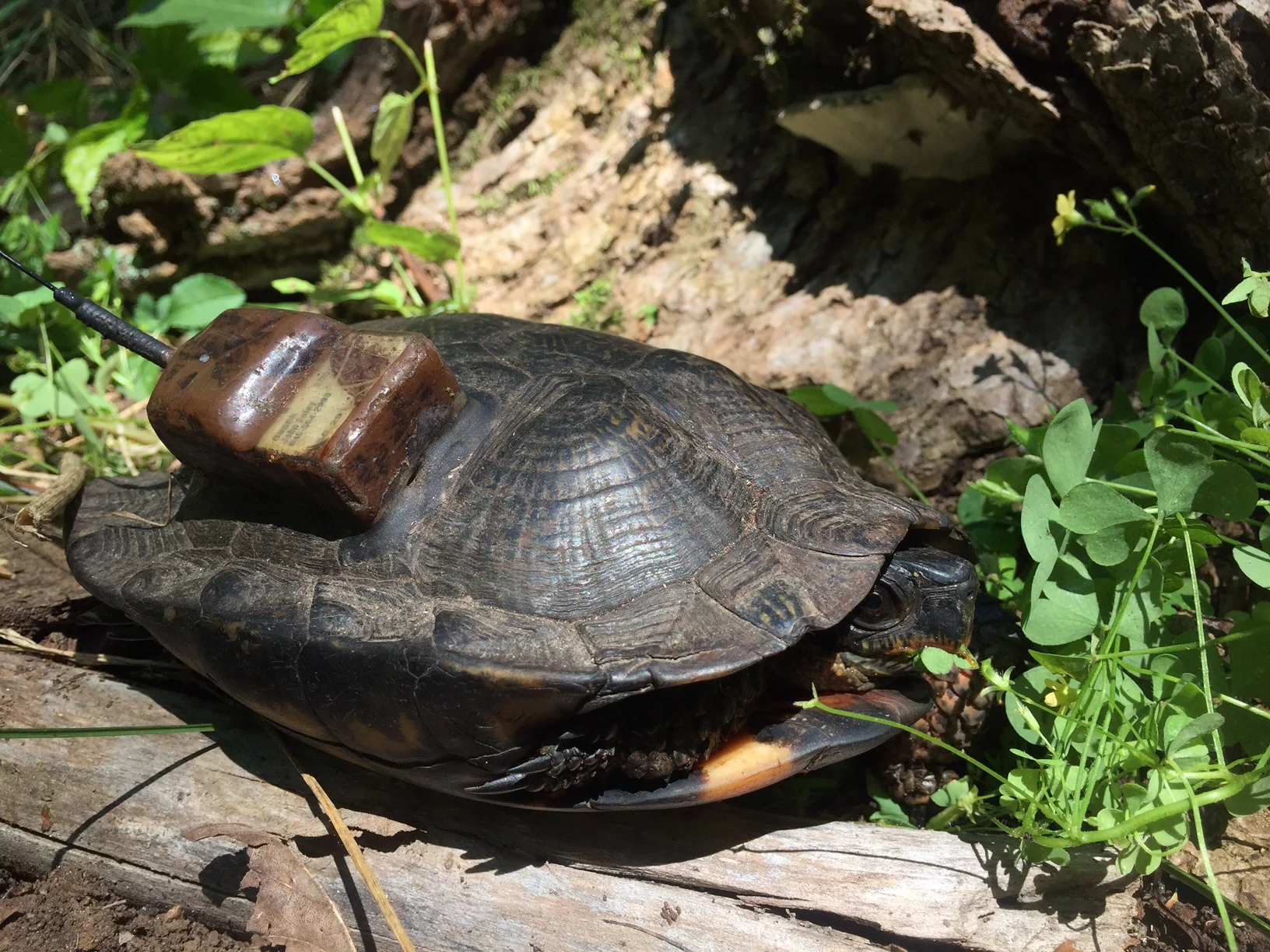 Female wood turtle showing the attached radio transmitter. Photograph by Timothy J. Walsh