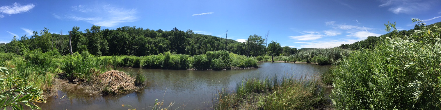Deeper water cause by the dams of beavers. Photograph by Timothy J. Walsh