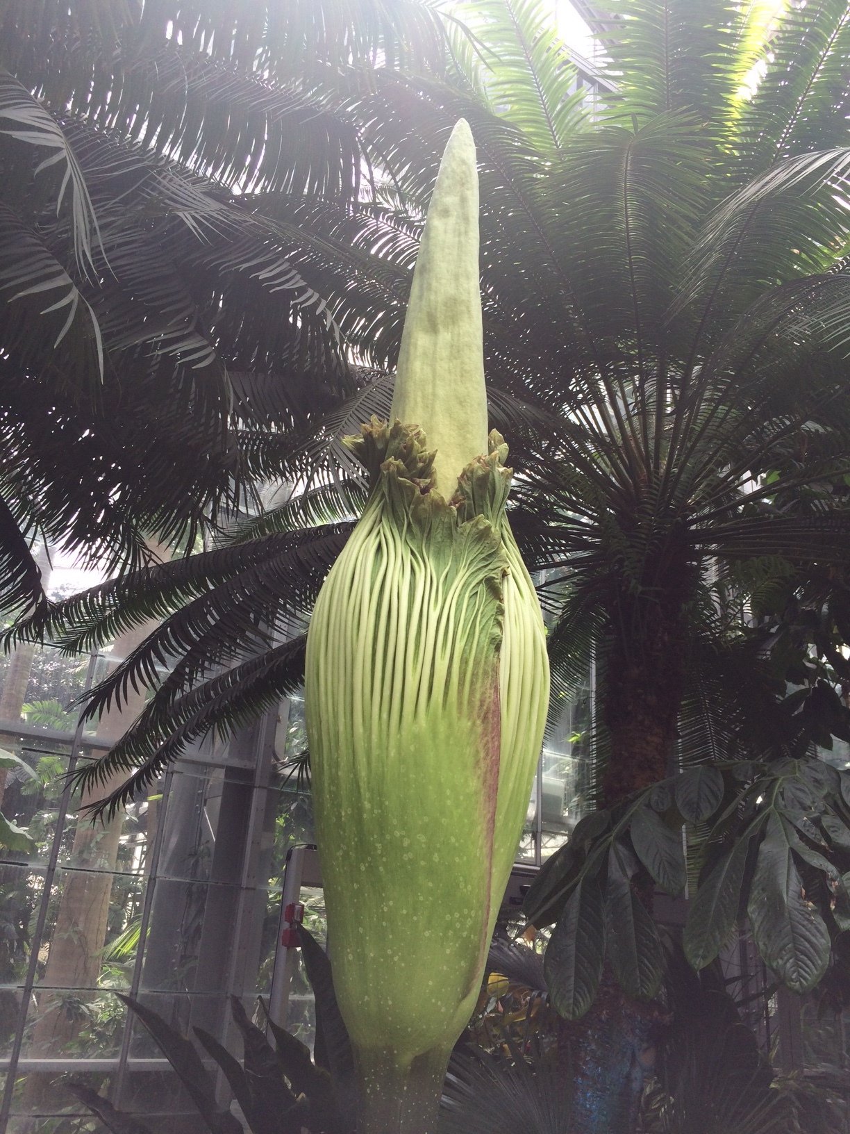I saw this corpse flower at the US Botanical Gardens!