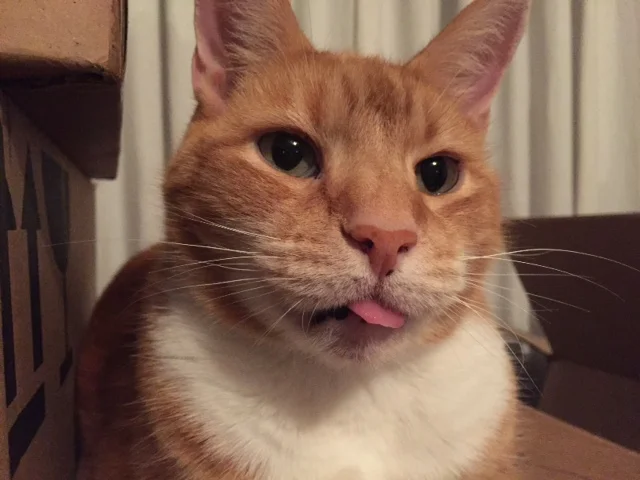 They're smarter than they look too. Photo by Tim Walsh of his cat, Pickles