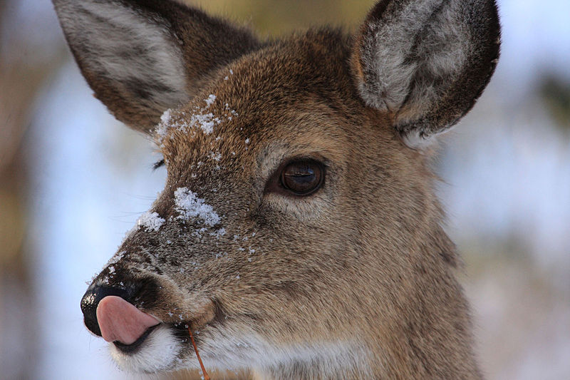 Image by Craig Lewis