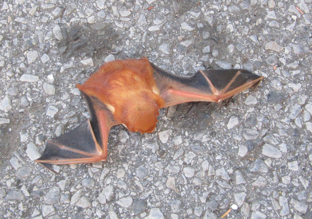 Our new bat friend. Photo by Sean Murtha.