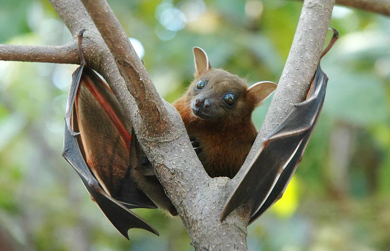 The largest bat species eat fruit. Photo by Anton Croos.