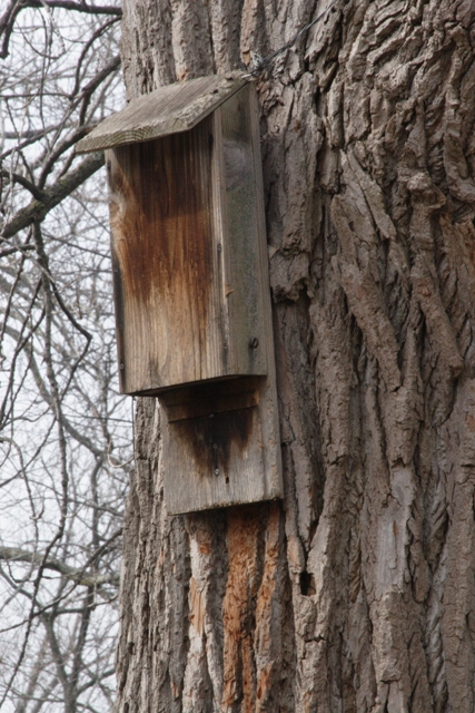 A bat house. Photo by Robert Lawton.