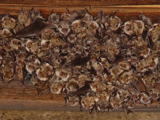 Greater mouse-eared bats enjoy chowing on spiders, beetles, and centipedes. Photo by Mnolf.