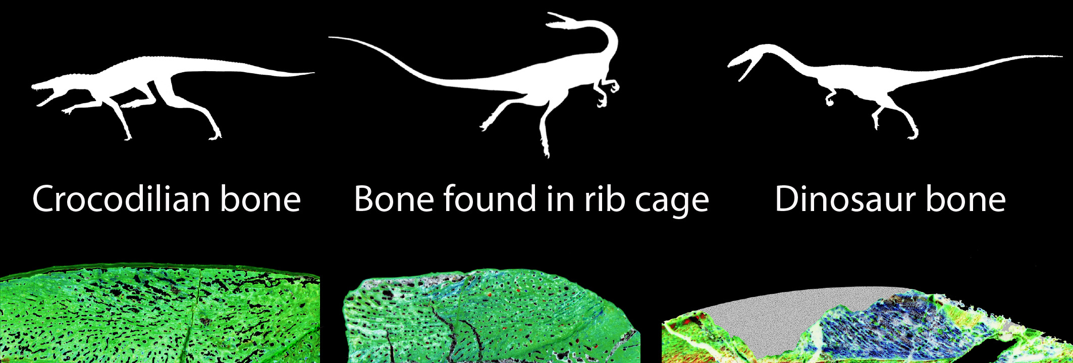 Images courtesy of Dr. Sterling Nesbitt