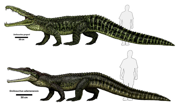 Image by Dr. Jeff Martz