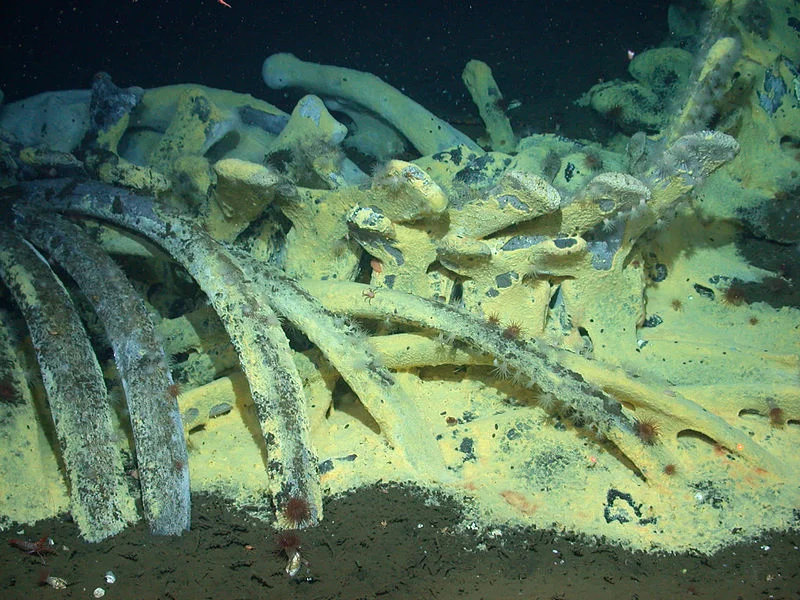 Bacterial mats coating gray whale bones at 5,500 ft below sea level.