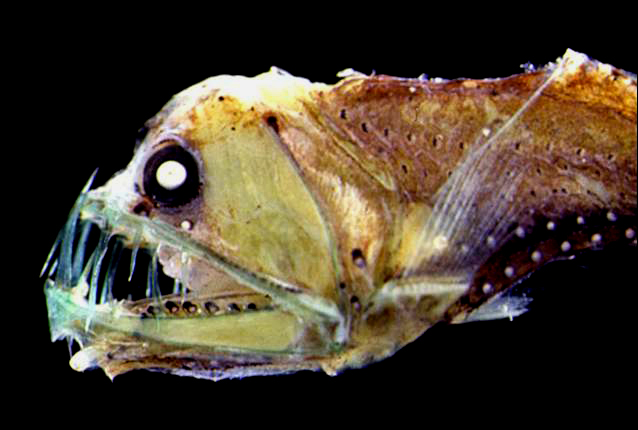 A viperfish. Image by Francesco Costa