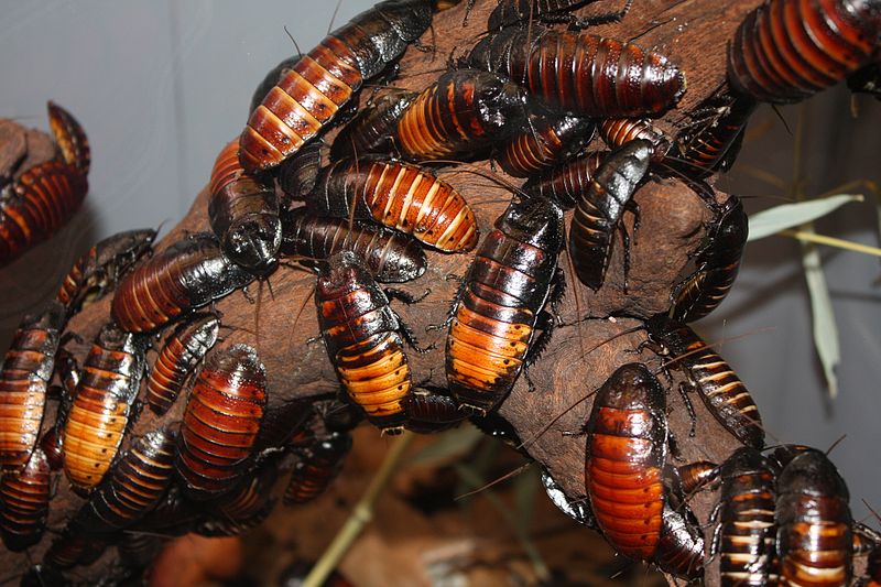 We had Madagascar hissing cockroaches in the office for the first six months or so after I was hired. Even just looking at pictures of cockroaches makes me a bit queasy. Image by Ltshears