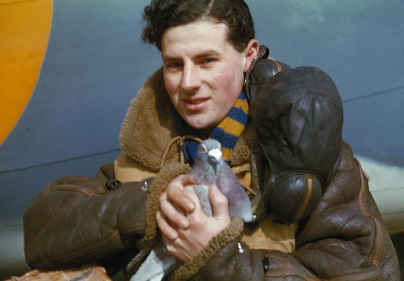 This brave WWII carrier pigeon is being held by a crew member of a British bomber plane. 