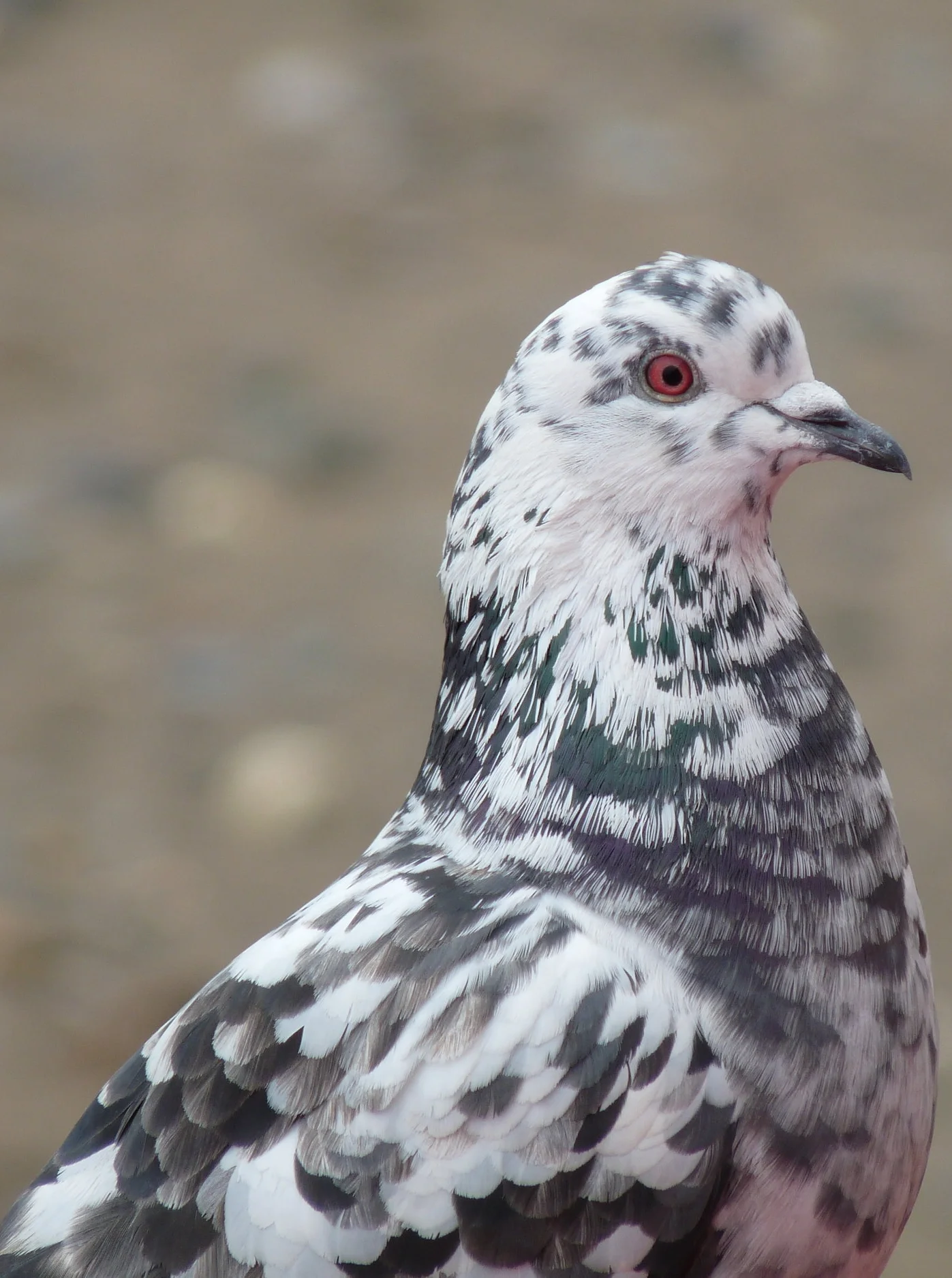 Feral_Pigeon_(4407522998).jpg