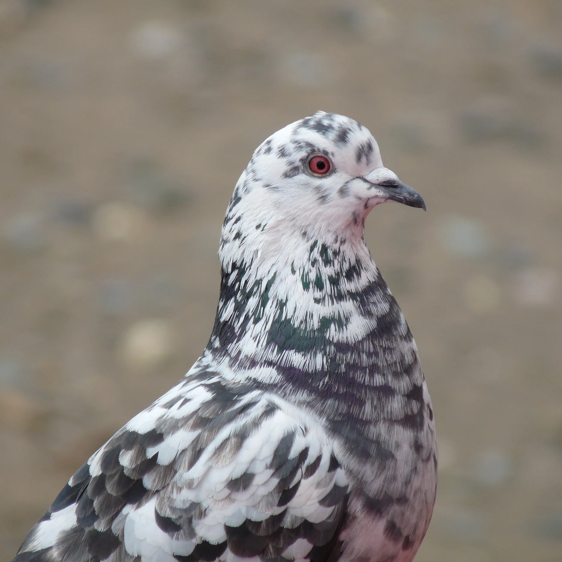 The Tragedy Of The Most Hated Bird In America Storage Room No 2