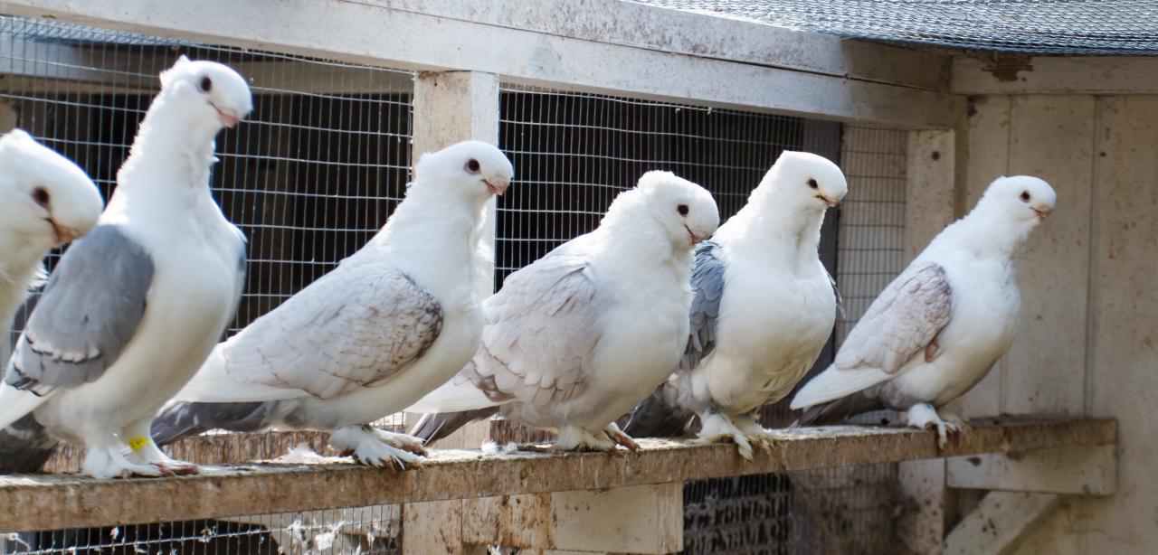 Some fancy pigeons of the Oriental frill variety. Image by Ómar Runólfsson