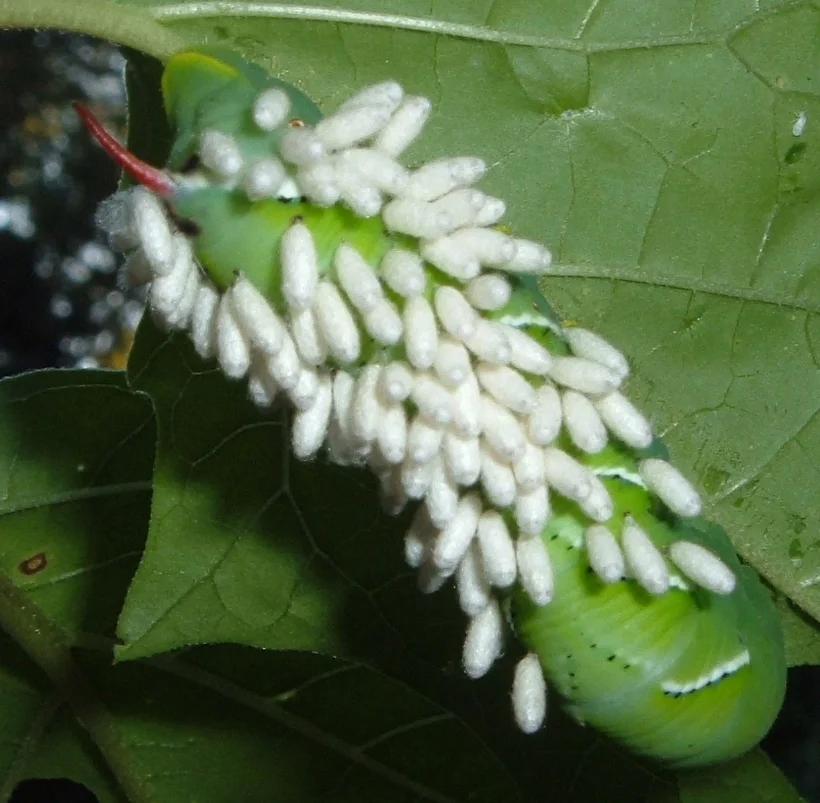 Wasp cocoons on a tomato hornworm. Image by Max Wahrhaftig