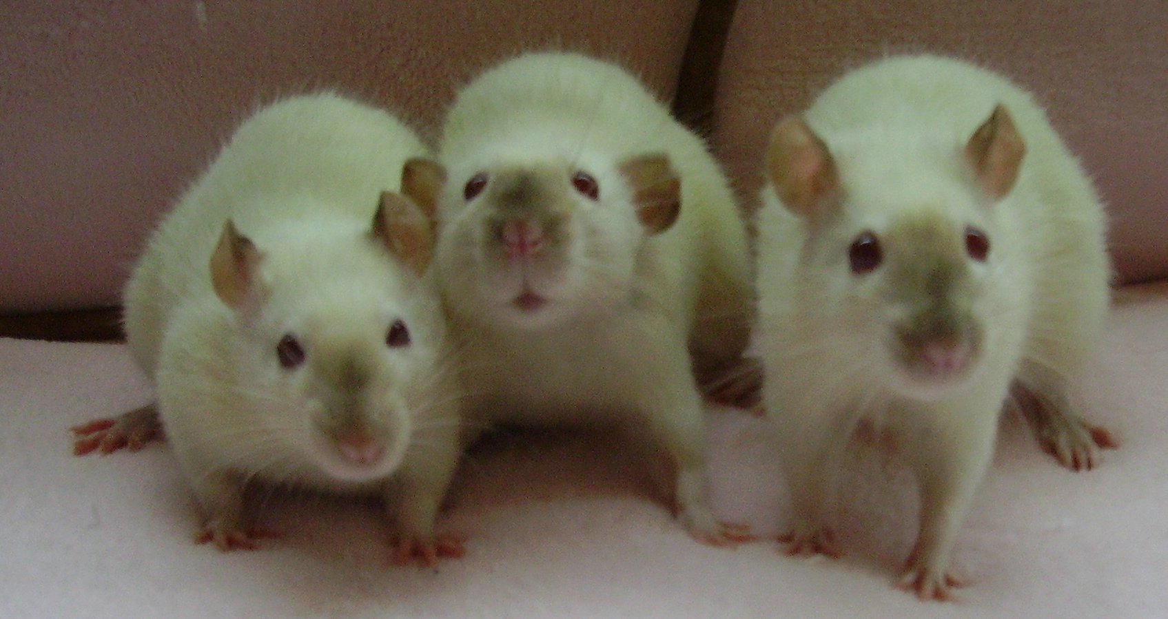 Rats can make great pets too! Image by Inge Habex