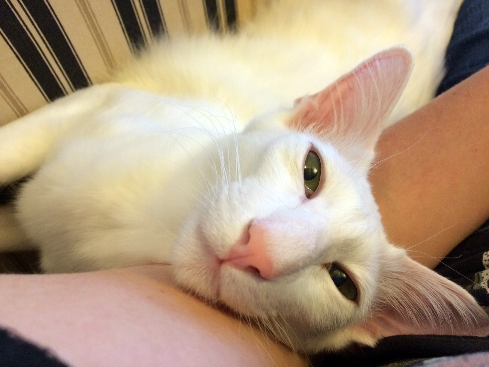 Cats notice a lot, but can they notice your emotional state? Image by Kate Dzikiewicz.