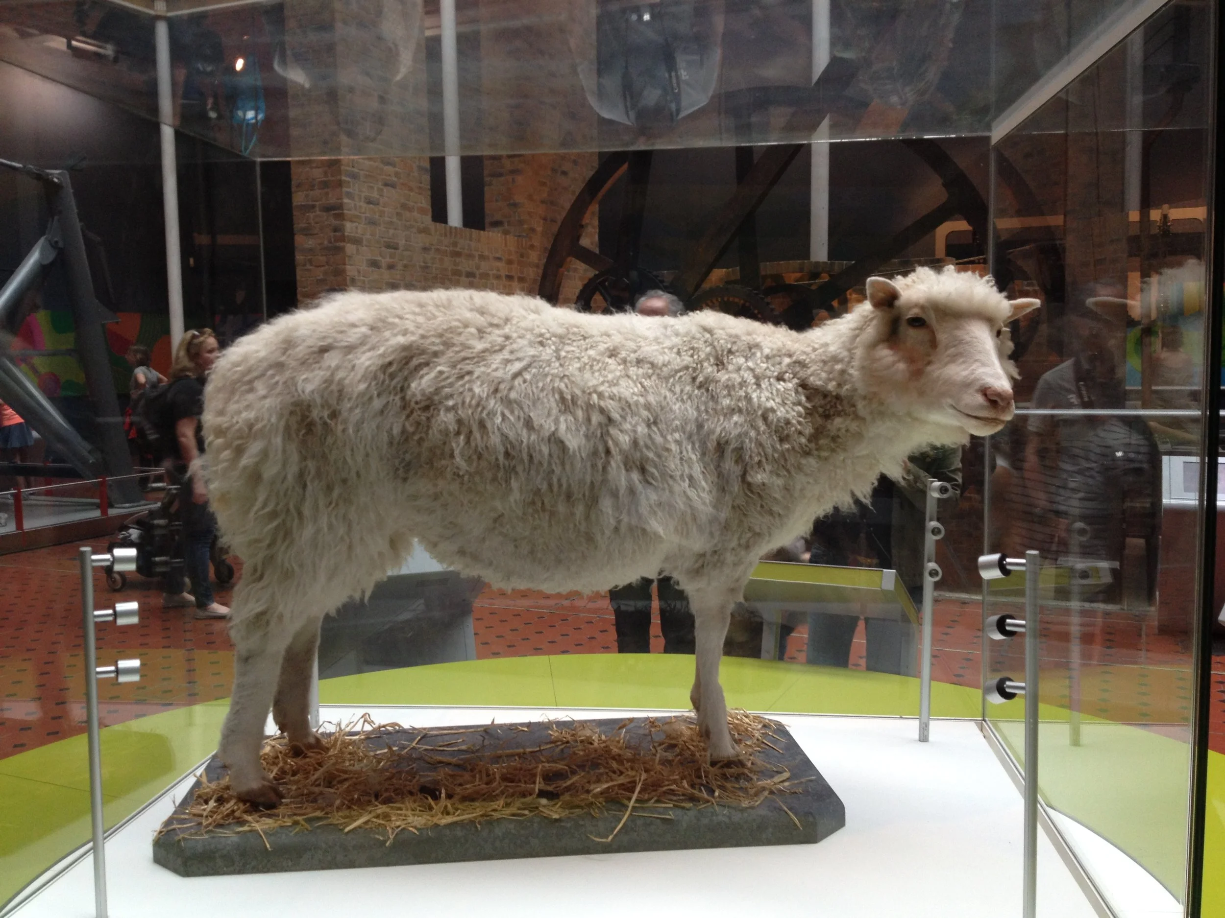 Dolly the sheep, taxidermied and in a museum. Image by neverbutterfly