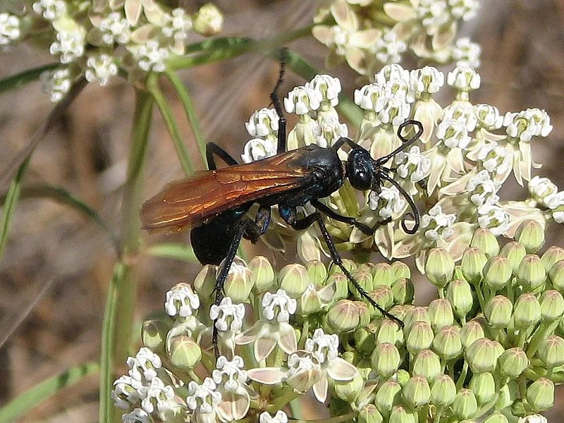 The dreaded tarantula hawk wasp, whose sting is "blinding, fierce, and shockingly electric." Image by Robert DuHamel.