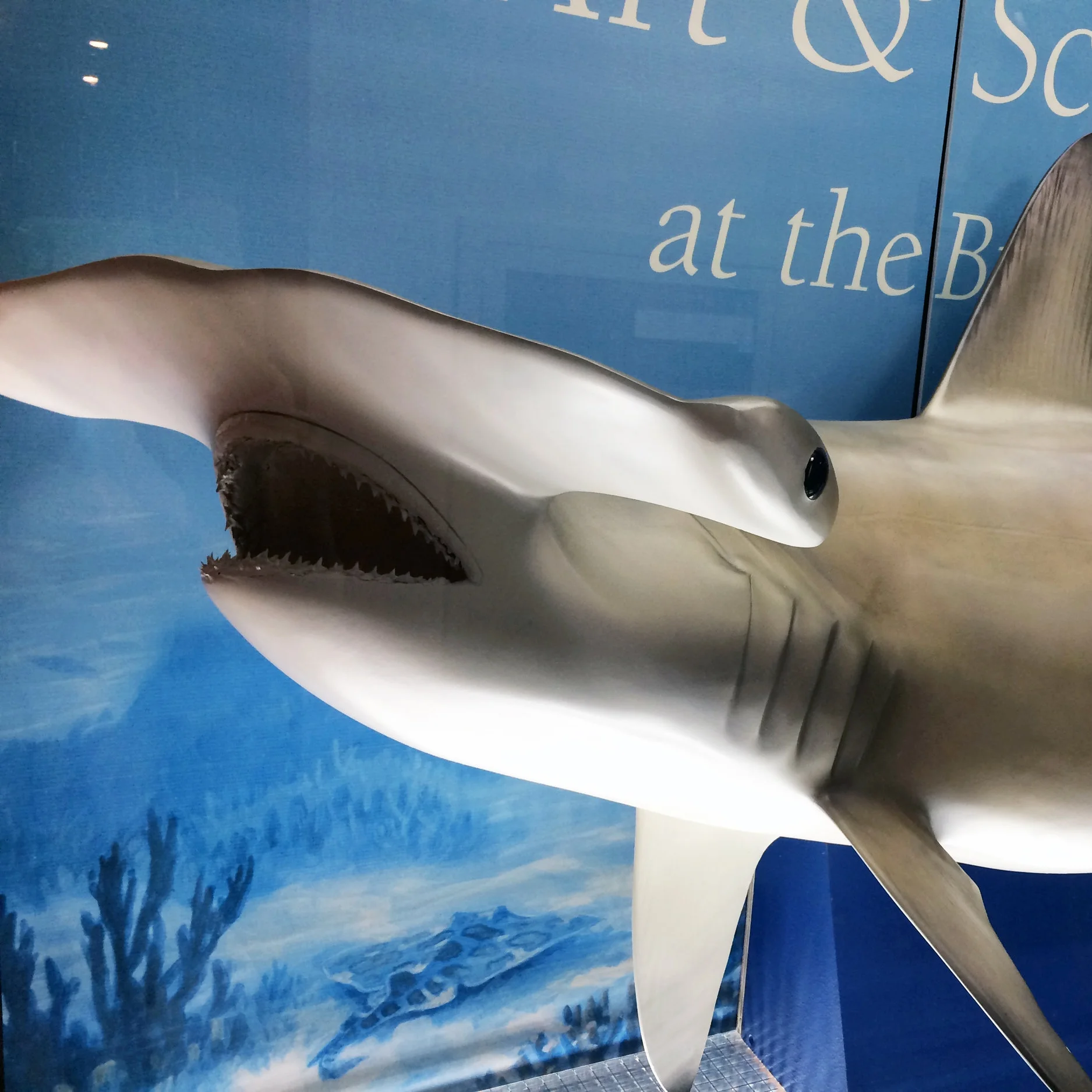 Sharks Preview at Town Hall