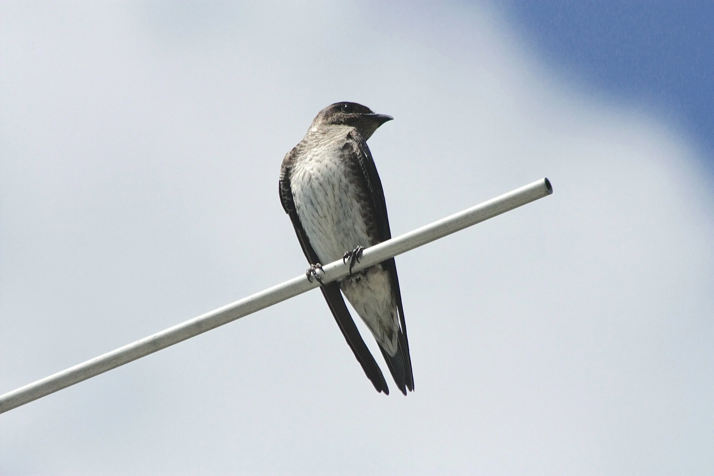 Local Wildlife Weekly #1: Purple Martin