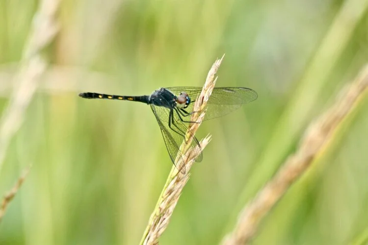 Local Wildlife Weekly #2: Seaside Dragonlet