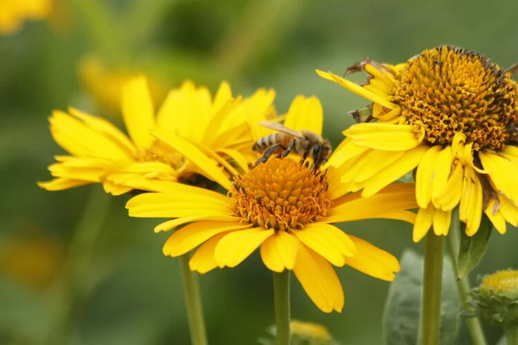 Local Wildlife Weekly #4: Bees!