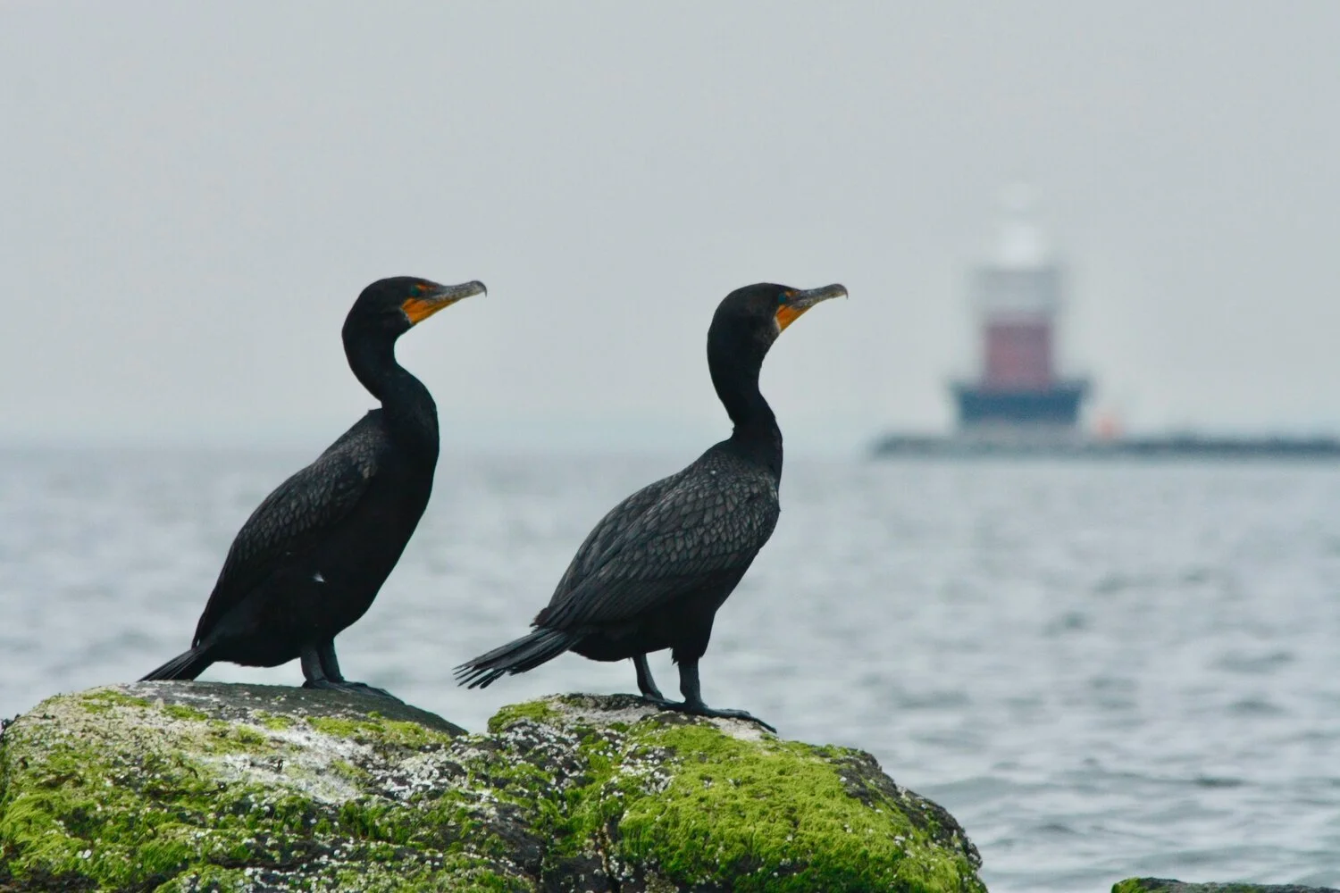 Local Wildlife Weekly #5: Double-crested Cormorant