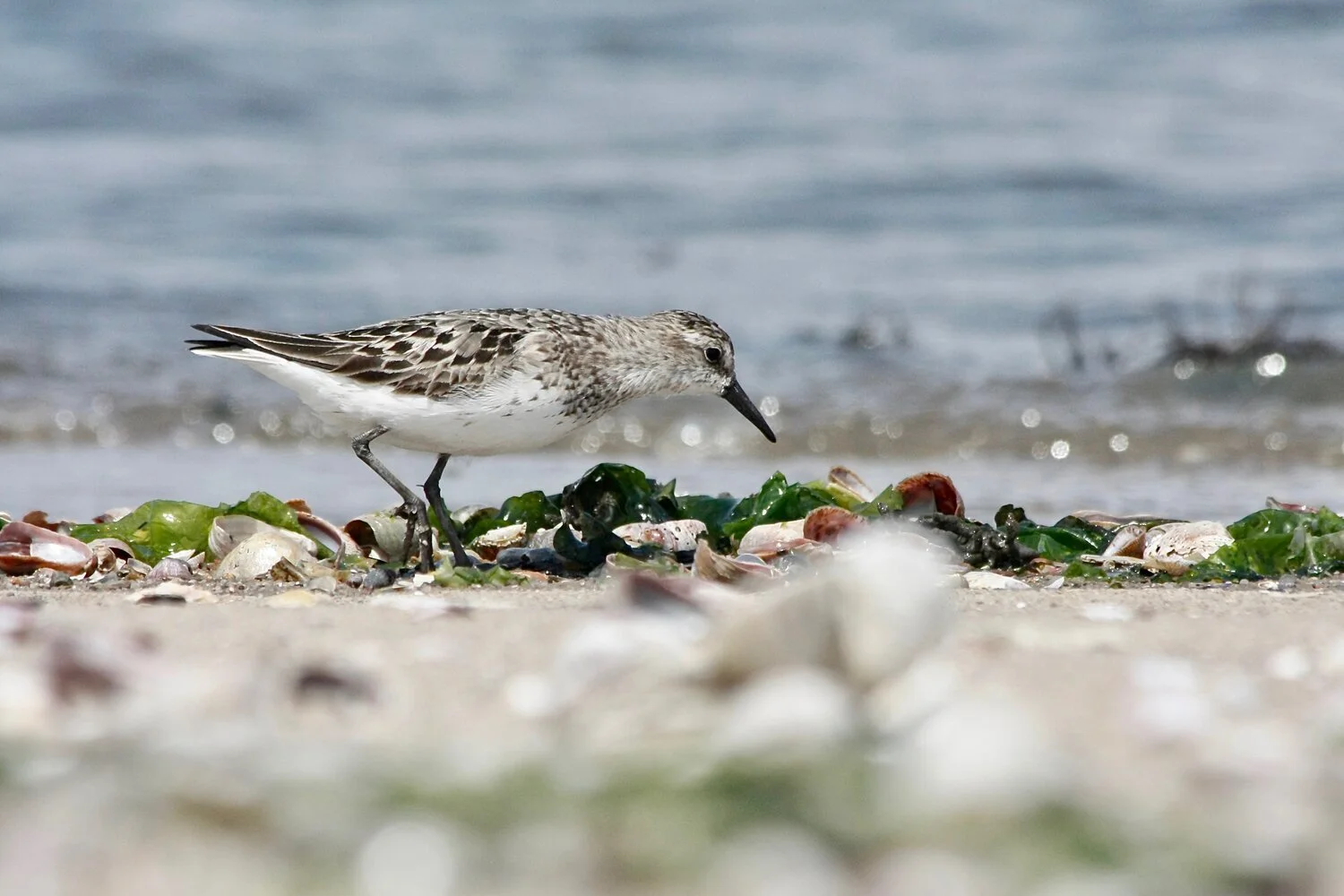Local Wildlife Weekly #6: Semipalmated Sandpiper