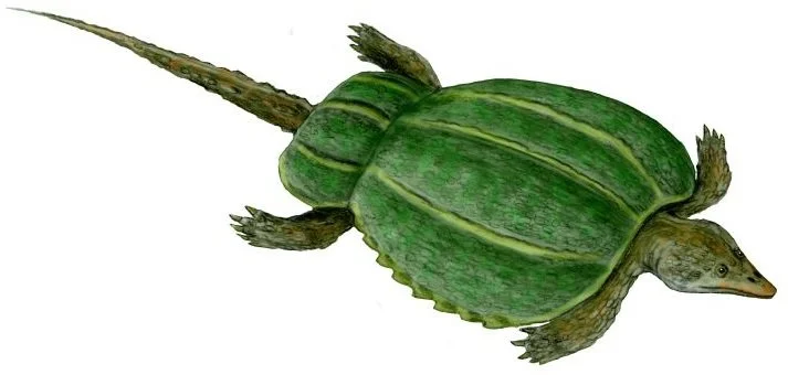 Psephoderma alpinum. Image by Nobu Tamura.