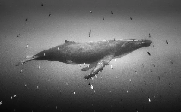 Humpback whale.jpg