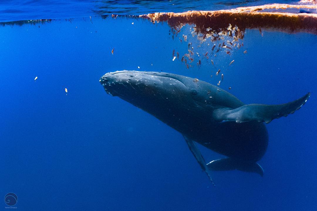humpback.jpg